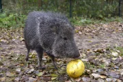 ARD/rbb PANDA, GORILLA & CO. (FOLGE 314), "Geschichten aus dem Zoo Berlin und dem Tierpark Berlin". Das Chaco-Pekari Zamuco wird bald den Tierpark Berlin Richtung Tschechien verlassen müssen.