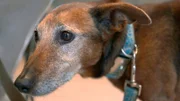 Mischlingshund Mika hat beim Spielen am Strand jede Menge Sand verschluckt – nun grummelt der Bauch.