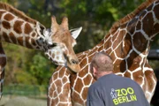 Giraffenbulle Max und Tierpfleger Steffen Minge im Zoo Berlin.