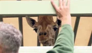 Der Giraffenbulle Max wird vom Tierpark Berlin zum Zoo Berlin transportiert.