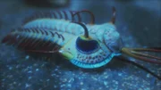 Trilobiten sind Gliederfüßer, die zu Beginn des Kambriums auftreten. Sie gelten als die ältesten Vielzeller.