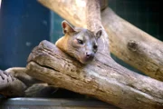 Ein Fossa im Zoo Berlin.