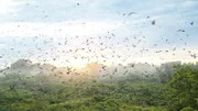 Zehntausende Flughunde kommen jedes Jahr zwischen Oktober und Dezember im Kasanka-Nationalpark in Sambia zusammen. Wohin sie danach ziehen, untersuchen Forschungsteams jetzt mit winzigen Hightech-Sendern.