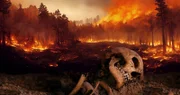 Die Existenz des Homo Sapiens ist durch Klimakatastrophen und andere Naturgewalten bedroht. Älteste Überreste des Homo Sapiens werden in Marokko entdeckt. Der Fund ist mehr als 300.000 Jahre alt.