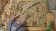 Ein so genanntes "Bonebed", eine Ablagerungsstätte für prähistorische Fossilien, wird im Senckenberg-Museum in Frankfurt aufwendig rekonstruiert. Im Bild: Präparator Olaf Vogel
