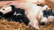 Vor vier Wochen kamen die niedlichen Border Collie Mischlinge zur Welt.