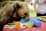 Der dressierte Braunbär lässt es sich schmecken.
