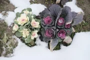 Welche Gemüsesorten vertragen wieviel Frost?