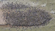 Kaspirobben sammeln sich auf einer Sandbank vor dem Wolgadelta.