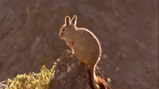 Mit ihnen in einem Lebensraum lebt eine Hasenmaus, das Viscacha (im Bild). Es bedarf optimaler Anpassungen in 4000 Meter Höhe, auf dem Altiplano, überleben zu können. Dieser Lebensraum ist nur etwas für Spezialisten. Die raue Gebirgslandschaft oberhalb der Baum- und unterhalb der Schneegrenze stellt die Tiere vor große Herausforderungen.