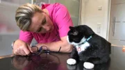 Kater Jack juckt das Fell. Die besorgte Besitzerin bringt ihre empfindliche Samtpfote zu Stephanie Petersen, mit der festen Überzeugung, dass da keine Flöhe im Spiel sind.