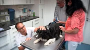 Christa Weber ist sehr aufgewühlt, denn ihrer elfjährigen Border Collie Hündin Alina steht die Entfernung der Gesäugeleiste bevor.