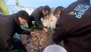 ARD/rbb PANDA, GORILLA & CO. (FOLGE 314), "Geschichten aus dem Zoo Berlin und dem Tierpark Berlin". Revier-Tierpfleger Marco Hasselmann, Revier-Tierpfleger Christian Heller und Tierpfleger Daniel Strozynski auf Nordseetour für das Aquarium des Berliner Zoos.