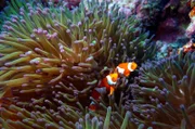 Wie eine Mauer steht das Great Barrier Reef in Australien zwischen zwei Welten, zwei gegensätzlichen Vorstellungen von Natur.