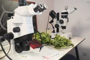 Wie schaffen es die Pflanzen, Minusgrade zu überstehen? Für „P.M. Wissen“ wird am AIT in Tulln ein Kopfsalat aus Palmes Versuchsgarten unter dem Mikroskop untersucht.