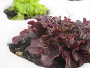 Salat auf dem Forschungsfeld in der Nähe von Melk.