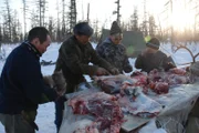 Evenki-Hirten zerlegen Rentier-Fleisch