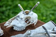 Das Geheimnis der Rituale: Vor allem der keltische Schädelkult gibt reichlich Stoff für Schauergeschichten.