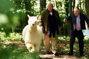 Hermann Huber (Wolfgang Müller, l.) und Bürgermeister Wöller (Fritz Wepper, r.) suchen im Klosterwald nach dem Schutzbunker, da rennt ein Alpaka an Ihnen vorbei.