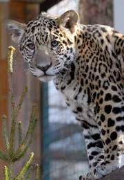 rbb Fernsehen PANDA, GORILLA & CO., TEIL 135, "Geschichten aus dem Zoo Berlin und dem Tierpark Berlin". Auch für Jaguarbabys gibt es einen Impfkalender! Bis es so weit ist, übt die Pflegerin täglich die Handgriffe.