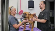Lavigne examining grumpy dog with a vet tech.