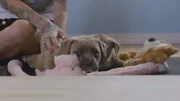 (XENA PUPPIES) Tania and Mariah training puppies to walk.