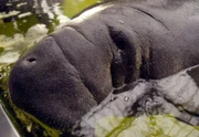 Seekühe kennen keine Gewichtsprobleme. Fast eine Tonne schwer gleiten sie im Wasser elfengleich dahin. Die Seekühe im Tierpark Berlin sind schon etwas ganz besonderes.