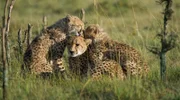 Gepardenmutter: Sie hat es im Frühling nicht leicht - ihre Jungen werden nicht mehr gesäugt und sie muss täglich Fleisch liefern.