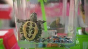 Rotwangen-Schmuckschildkröte