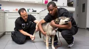 Dr. Blue and Dr. Lavigne as seen on Vet Life.