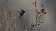 Kolibri: Ohne Nektar würde er in nur wenigen Stunden verhungern, denn er hat mit eine der höchsten Stoffwechselraten unter den Tieren.