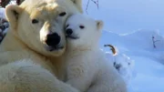 die Eisbären