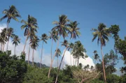 Schleier der Gelassenheit: In Vanuatu wird aus der Kava-Pflanze ein Schlummertrunk zubereitet, der die Lippen taub und den Körper träge werden lässt – der Geist hingegen bleibt frisch.