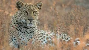 Malika, Leopardin