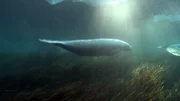 Manatee from HELLO WORLD with Dave Matthews.