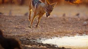 Schabrackenschakal (Lupulella mesomelas) auf der Jagd: In der Kalahari, Botswana, beobachtet, wie er geduldig Vögeln auflauert, die zum Trinken und Baden an die Wasserstelle kommen.