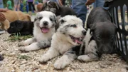 Cute puppies laying on the ground.