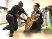 Ross and Lavigne with a tiger in the exam room.