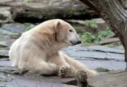 Eisbär Knut