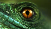 Common basilisk.