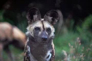 Afrikanischer Wildhund (Lycaon pictus) Moremi-Wildreservat, Botswana.
