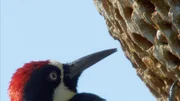 Acorn woodpecker