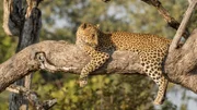 Auf den Bäumen sind Leoparden sicher vor größeren und stärkeren Jägern wie Löwen und Hyänen.