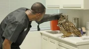 Blue petting an owl in the exam room.