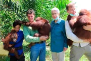 Aus "Die Retter der Orang-Utans": Orang-Utans wiegen bis zu 50 Kilogramm, große Männchen können sogar 90 Kilogramm auf die Waage bringen – Schwerstarbeit für Tierschützer Willie Smits und seine Mitarbeiter, aber auch für Frank Elstner und den Biologen Matthias Reinschmidt, die die Tiere zum Klettertraining in den Dschungel tragen mussten.