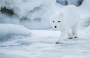 Polarfuchs (Vulpes lagopus) Churchill, Manitoba, Kanada.