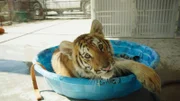 Tiger.