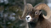 Bighorn sheep