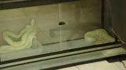 Bob the snake before they took him to his new enclosure.