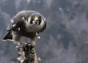 Der Wanderfalke gilt als schnellster Vogel der Welt